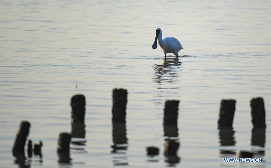 CHINA-SHENZHEN-MIGRATORY BIRDS (CN)