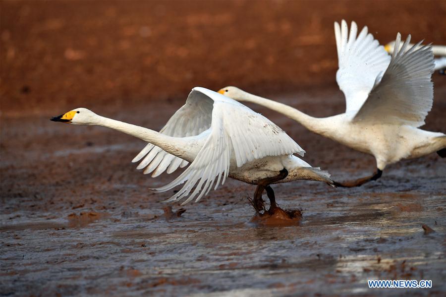 CHINA-SHANXI-WILD SWAN-WINTER HABITAT (CN)