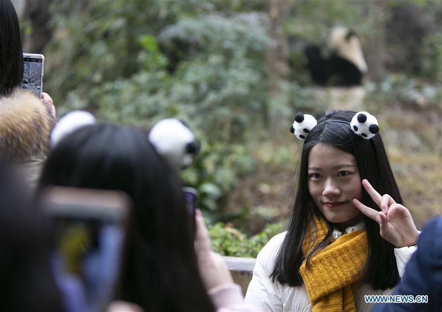 CHINA-CHENGDU-GIANT PANDA (CN)