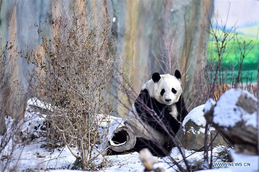 CHINA-QINGHAI-XINING-SNOW-GIANT PANDAS (CN)