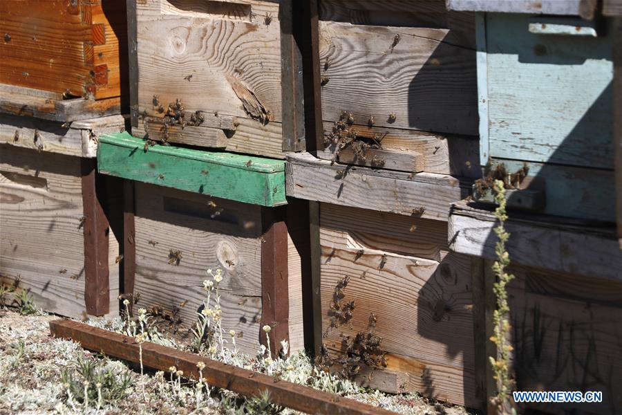 YEMEN-SANAA-HONEY INDUSTRY