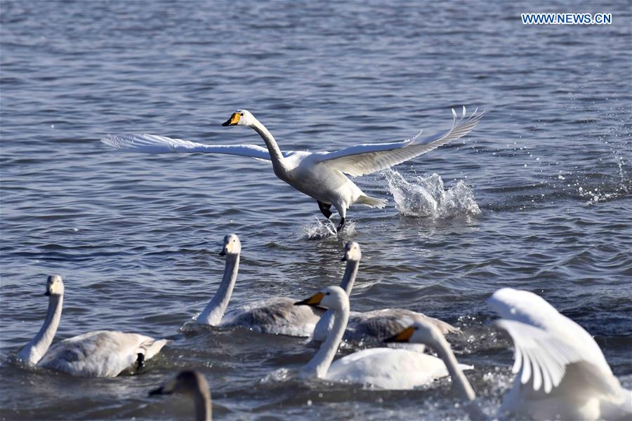 CHINA-SHANDONG-RONGCHENG-WHOOPER SWANS (CN)