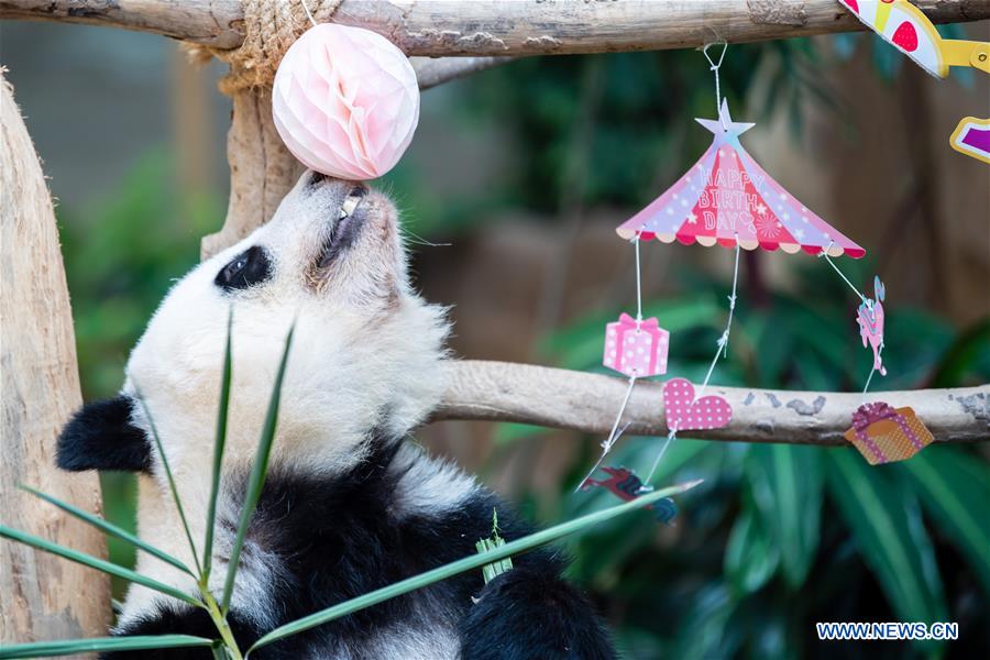 MALAYSIA-KUALA LUMPUR-GIANT PANDA-BIRTHDAY