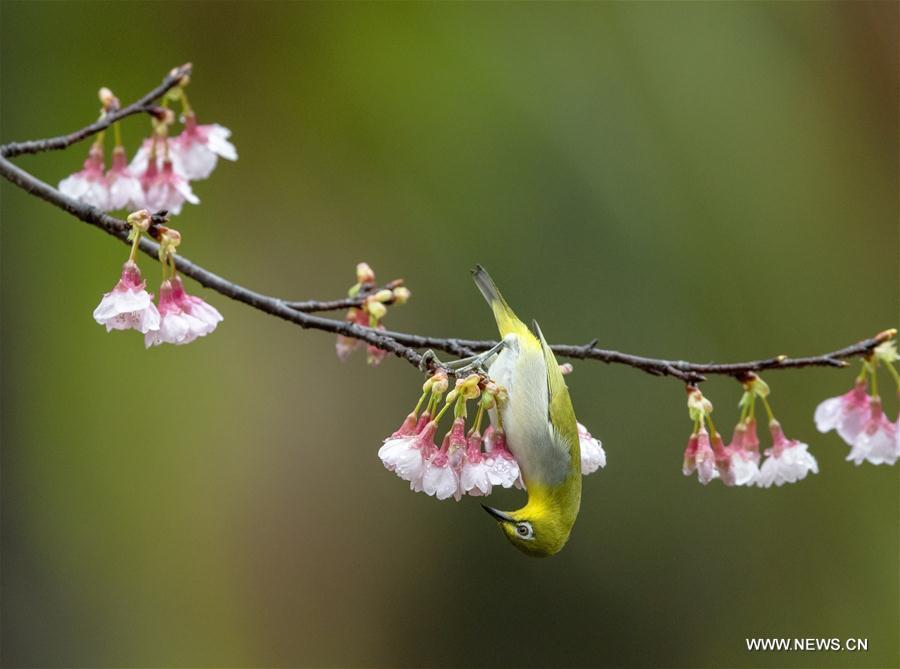 CHINA-FUJIAN-FUZHOU-WHITE-EYE-BIRD (CN)