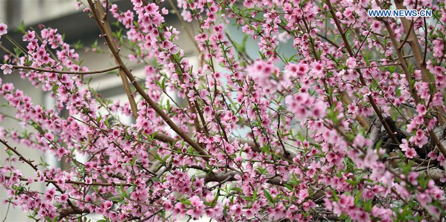 NEPAL-KATHMANDU-SPRING-CHERRY BLOSSOMS