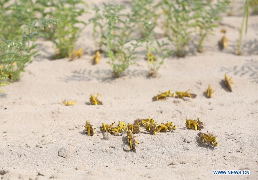 PAKISTAN-PUNJAB-DESERT LOCUST-MATING