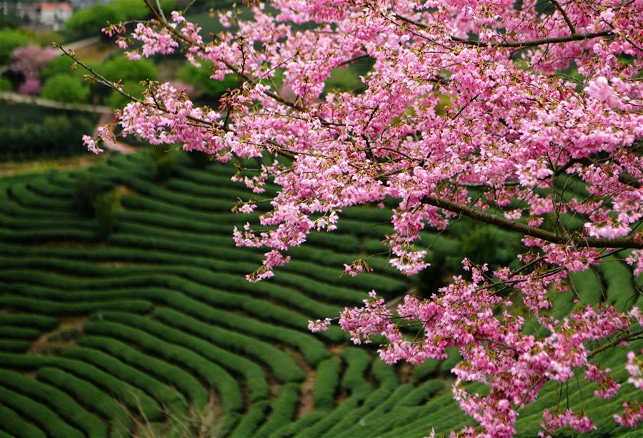 CHINA-FUJIAN-ZHANGPING-CHERRY BLOSSOMS (CN)