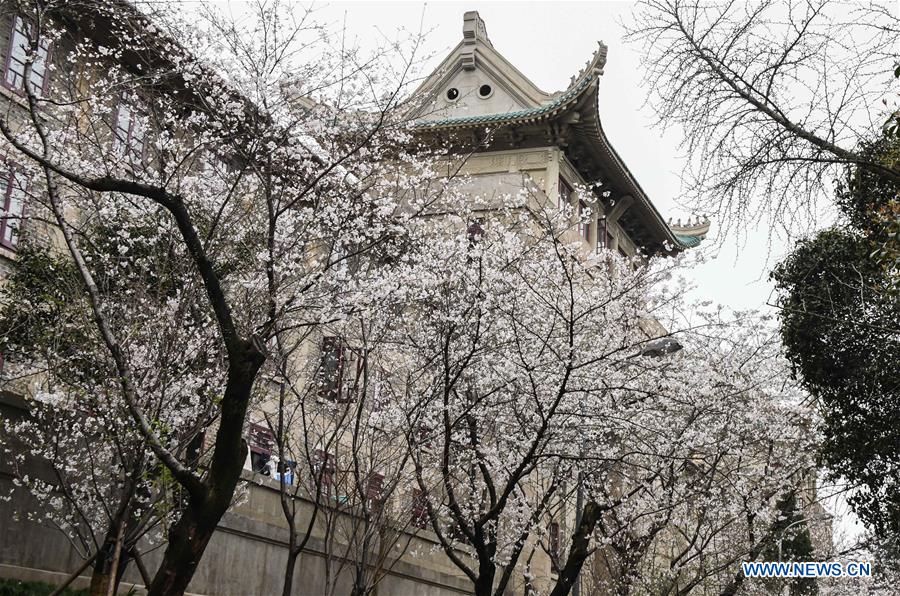 CHINA-HUBEI-WUHAN UNIVERSITY-CHERRY BLOSSOMS (CN)