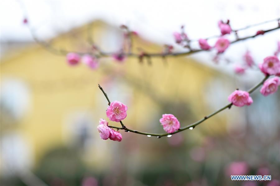 #CHINA-WINTERSWEET BLOSSOMS (CN)