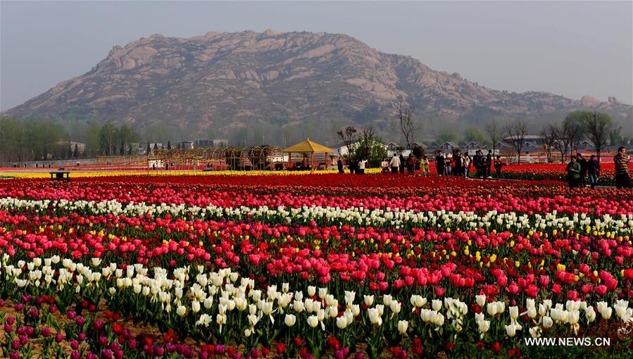 CHINA-HENAN-HOT SPRING TOWN-TULIPS (CN)