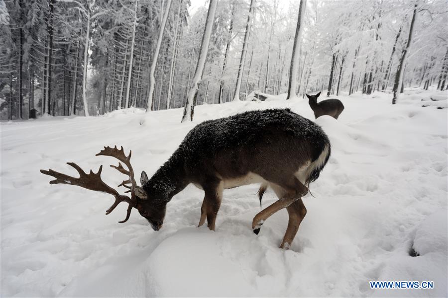 CROATIA-DELNICE-SNOW