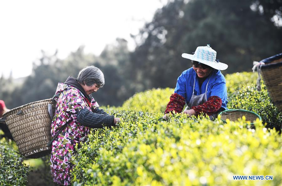 CHINA-CHONGQING-SPRING TEA-HARVEST (CN)