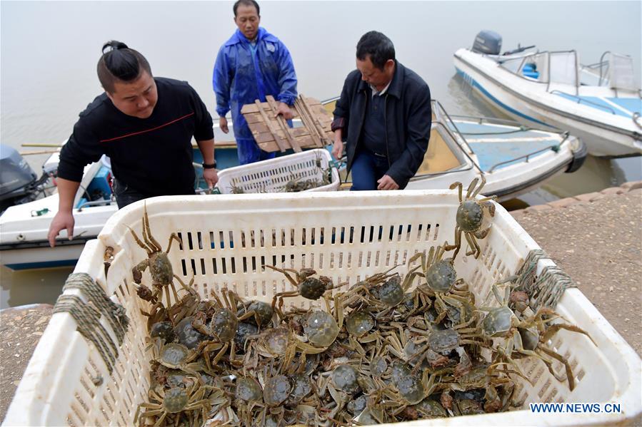 CHINA-JIANGXI-NANCHANG-FISHERY-CRAB (CN)