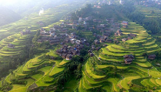 Aerial view of autumnally colored terraced fields in S China