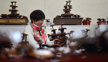 Bonsais of Ganoderma made in N China's village