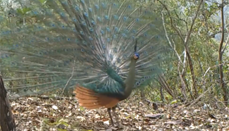 Rare green peafowl habitat found in SW China