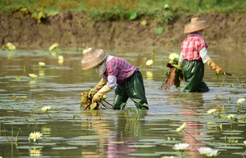 Farmers busy with agricultural production around solar term Lixia