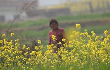 Scenery of cole flower field in Bhaktapur, Nepal