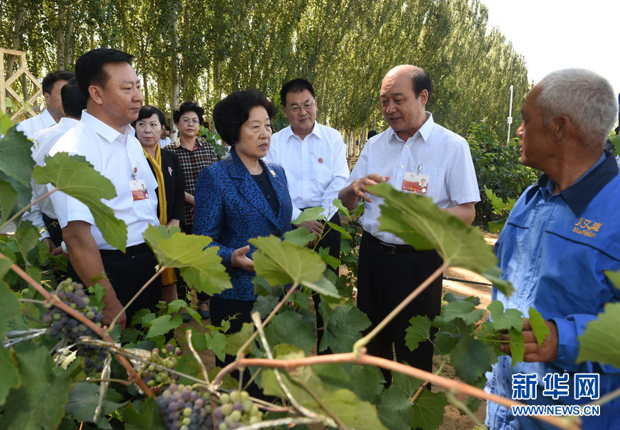 8月9日，中共中央政治局委员、中央统战部部长、中央代表团副团长孙春兰率中央代表团三分团，先后赴内蒙古自治区乌海市、阿拉善盟看望各族干部群众。这是孙春兰在乌海市汉森酒业集团的葡萄种植园了解葡萄种植情况。新华社记者 任军川 摄