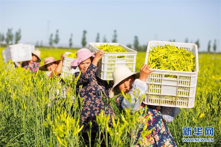 （在习近平新时代中国特色社会主义思想指引下——新时代新作为新篇章·乡村振兴战略·图文互动）（1）一株忘忧草，万家喜眉梢——山西省大同市云州区黄花产业扶贫观察