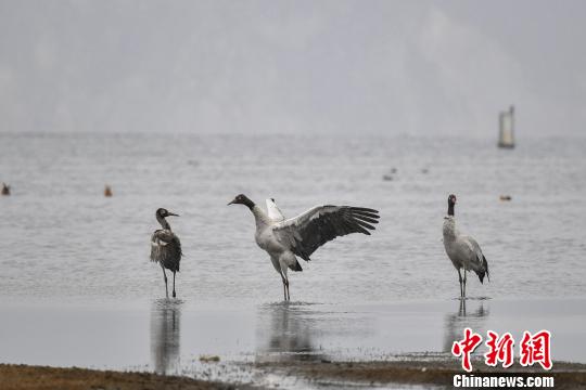 图为在纳帕海湿地栖息的黑颈鹤?！×跞窖?摄