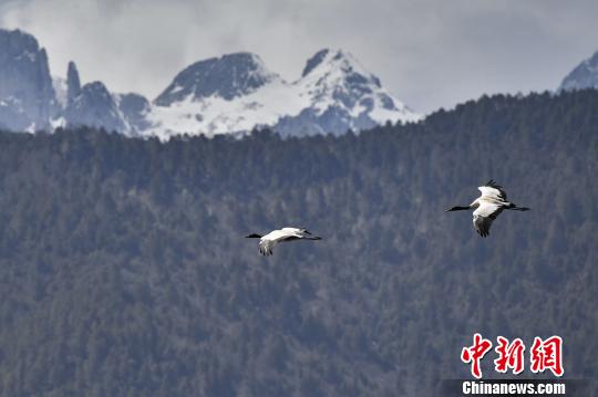 图为在纳帕海湿地上空飞翔的黑颈鹤?！×跞窖?摄