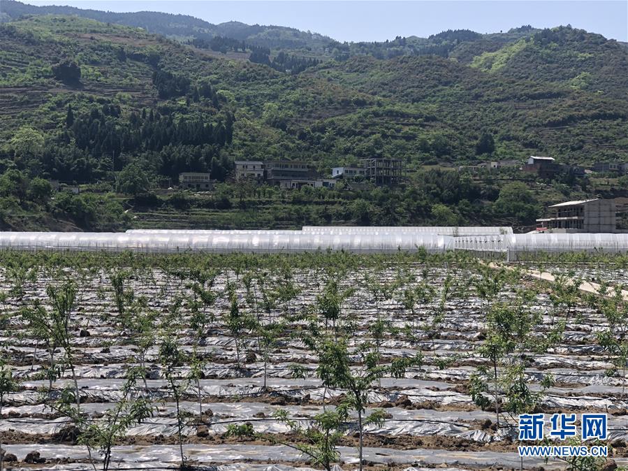 （决战决胜脱贫攻坚·图文互动）（2）野奶角又见春天