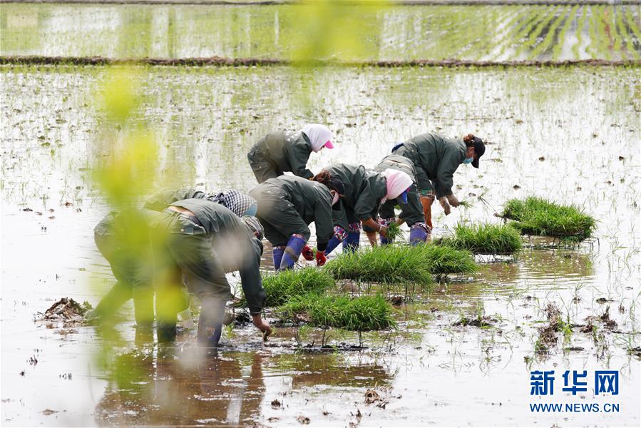 （在习近平新时代中国特色社会主义思想指引下——新时代新作为新篇章·习近平总书记关切事·图文互动）（5）让农民挑上“金扁担”——农业现代化的生动实践扫描