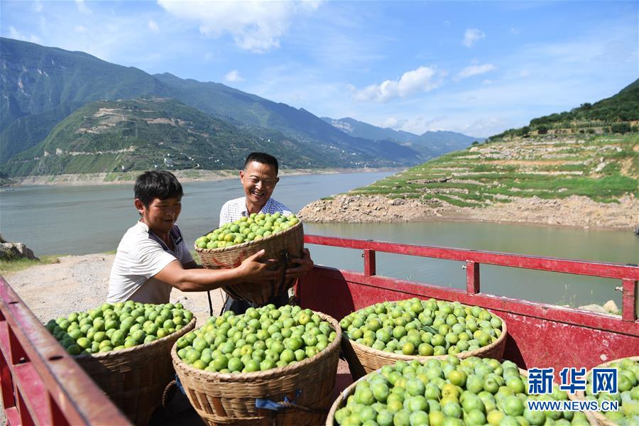 （新华全媒头条·图文互动）（5）待到满山红叶时——三峡重庆库区践行新发展理念面面观