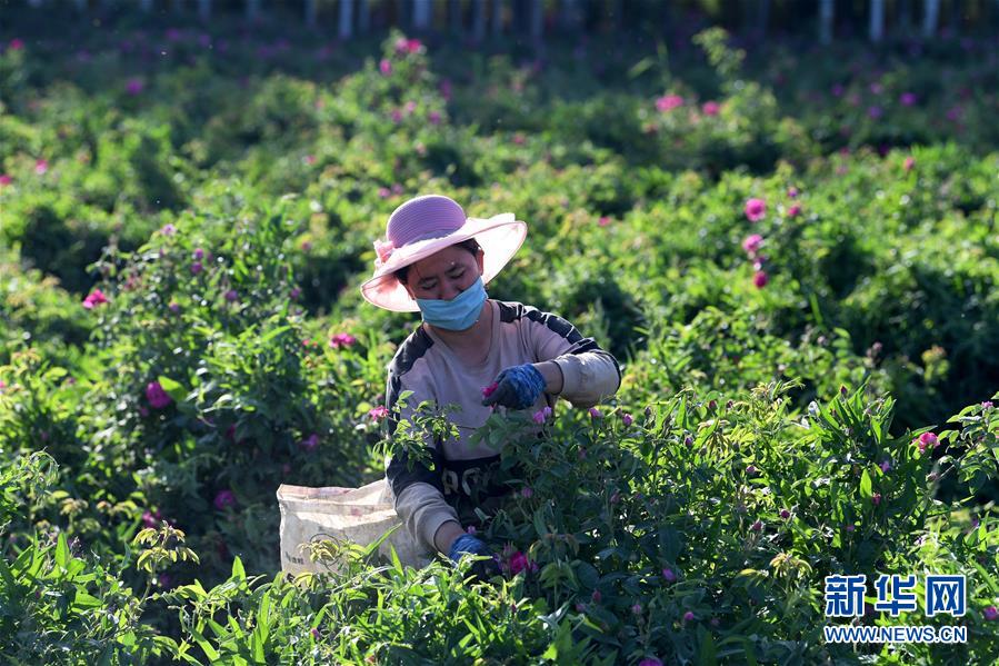 （决战决胜脱贫攻坚·聚焦三区三州·图文互动）（3）号角声里看于田——来自库尔班大叔故乡的脱贫报告