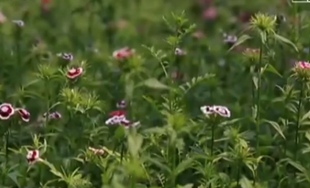 内蒙古：大数据“修复”生态 再现绿水青山