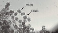 实践十号卫星小鼠胚胎实验取得重要突破